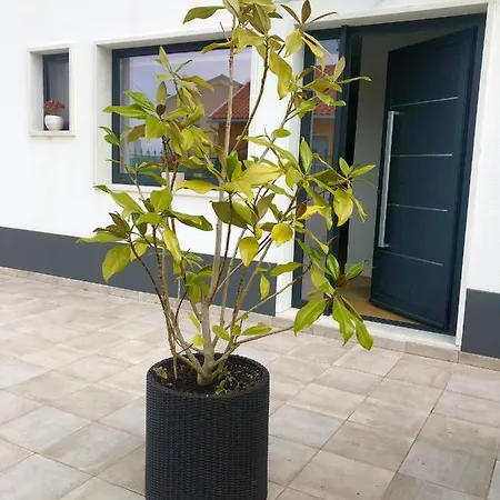 Casa Patio بيت للعطل Enxara do Bispo