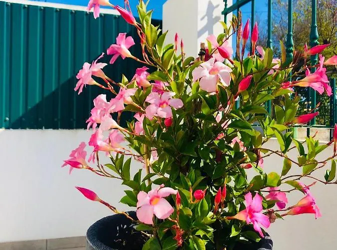 Casa Patio *